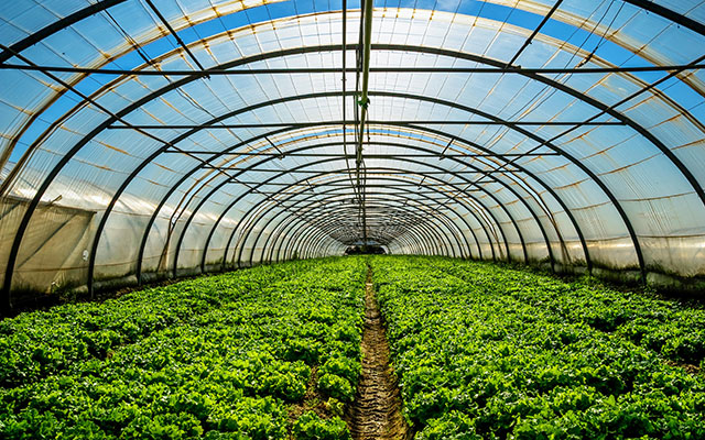 Enter the Greenhouse